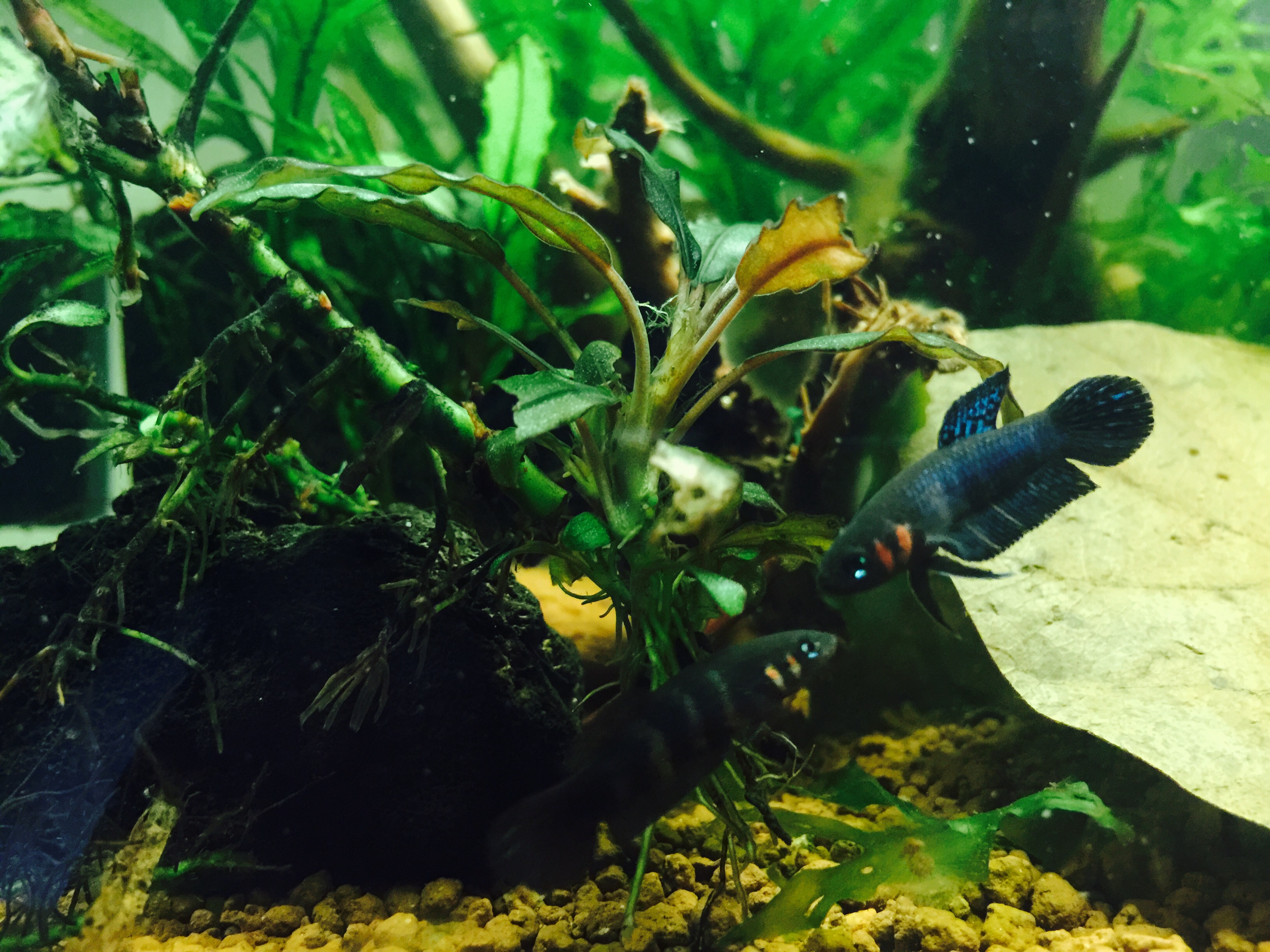 Betta hendra